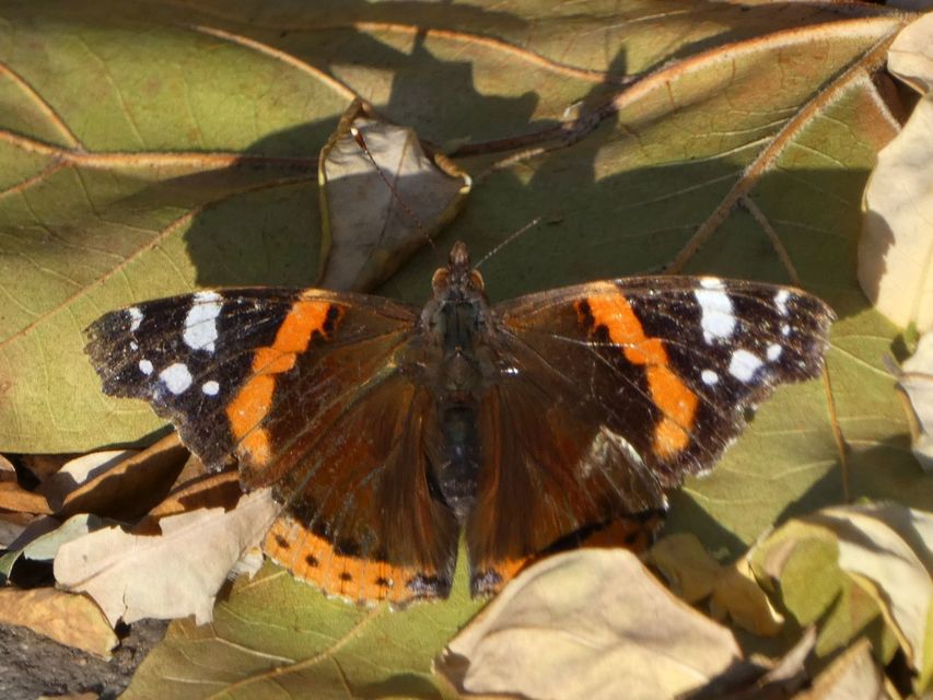 Vanessa atalanta - atalantalepke
