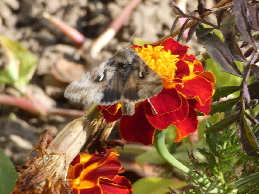 Autographa gamma - gammalepke