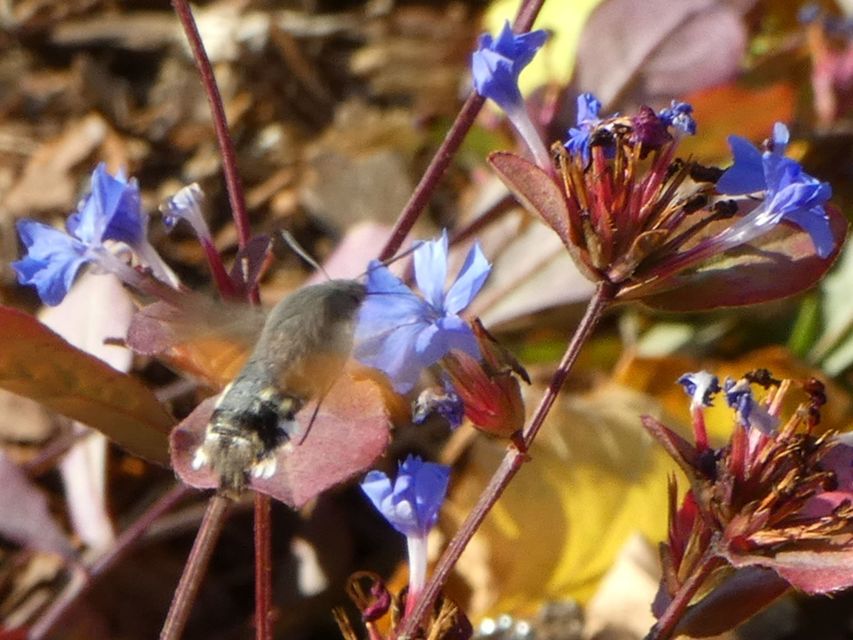 Macroglossum stellatarum - kacsafarkú szender