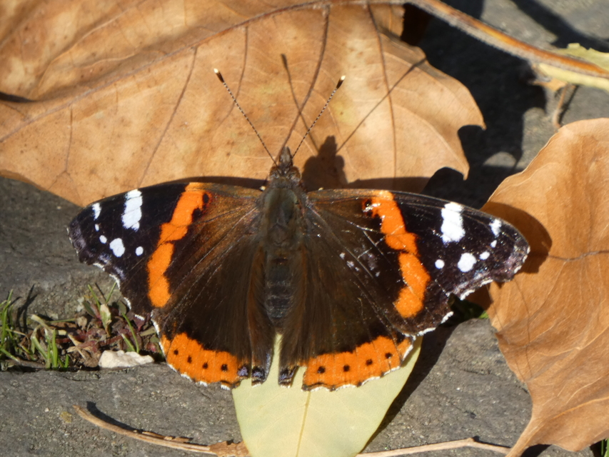 Vanessa atalanta - atalantalepke