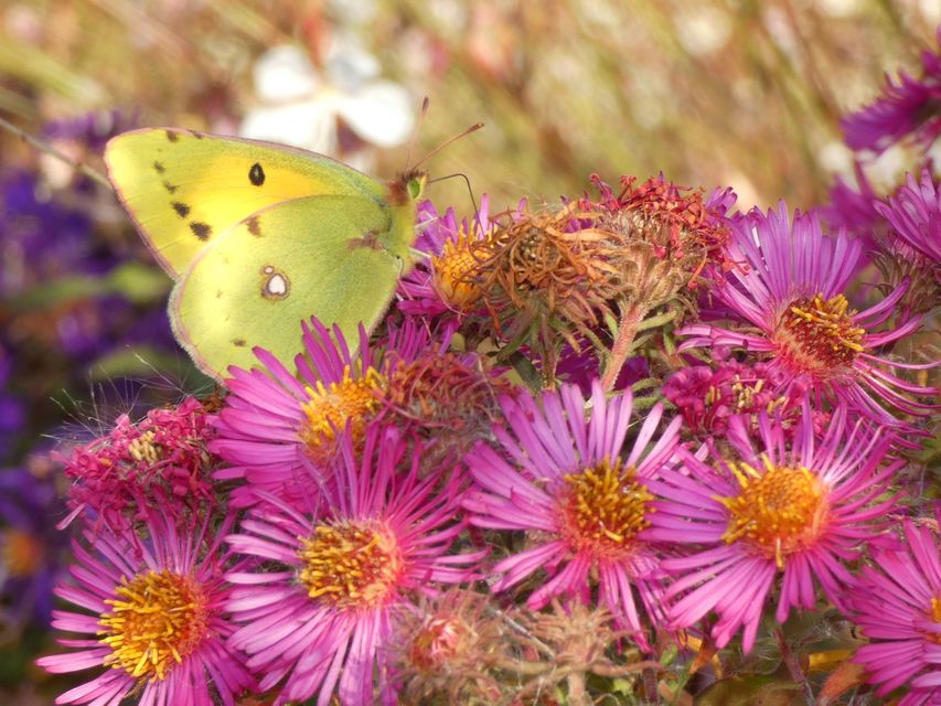 Colias croceus - sáfránylepke