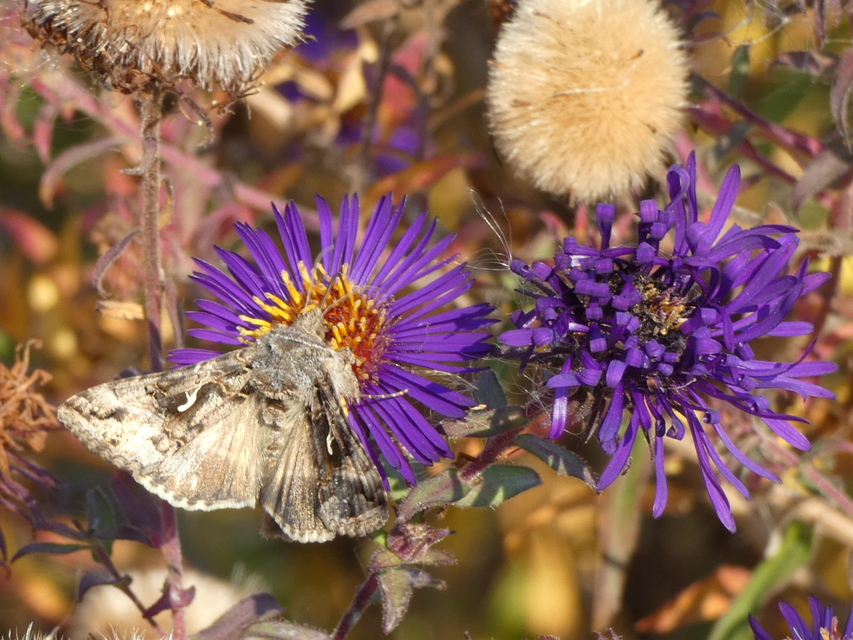 Autographa gamma - gammalepke