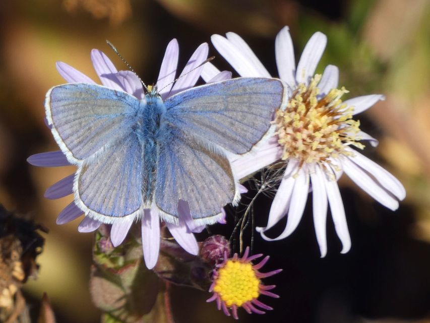Polyommatus icarus - közönséges boglárka
