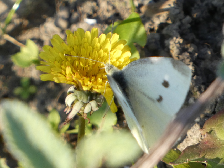 Pieris rapae - répalepke