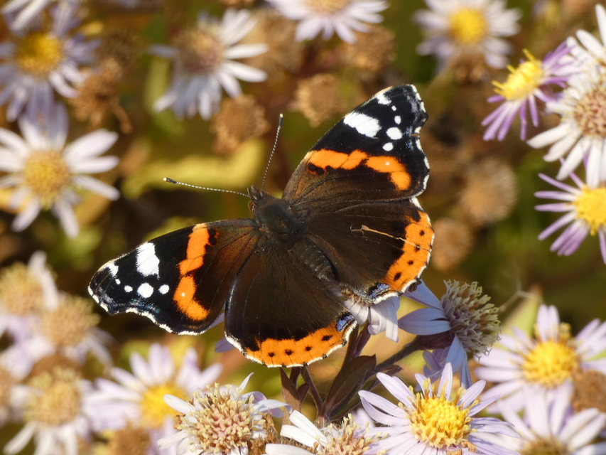 Vanessa atalanta - atalantalepke