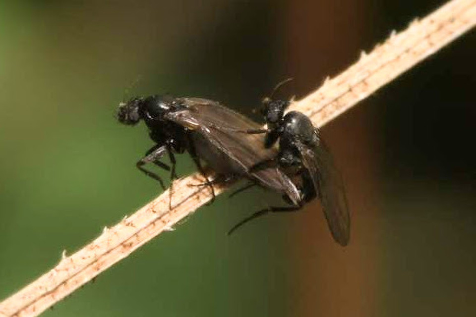 Phoridae - púposlégyfélék