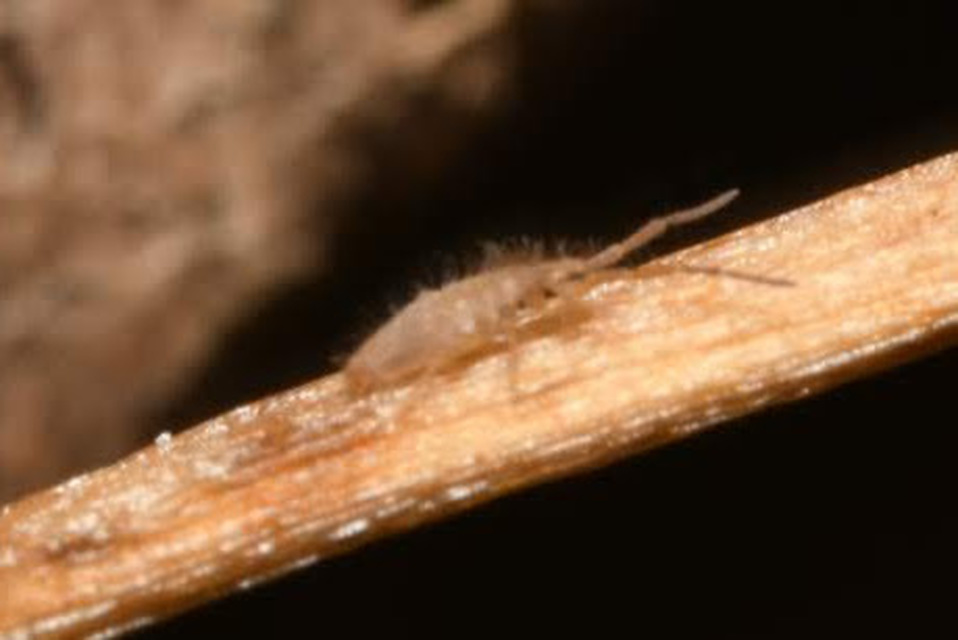 Entomobryidae