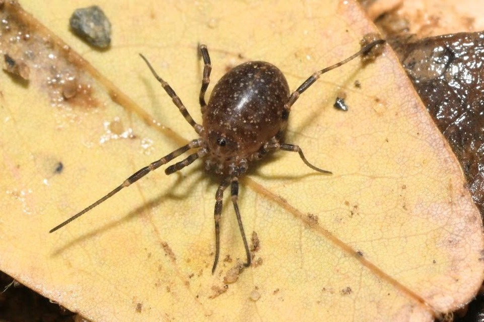 Egaenus convexus