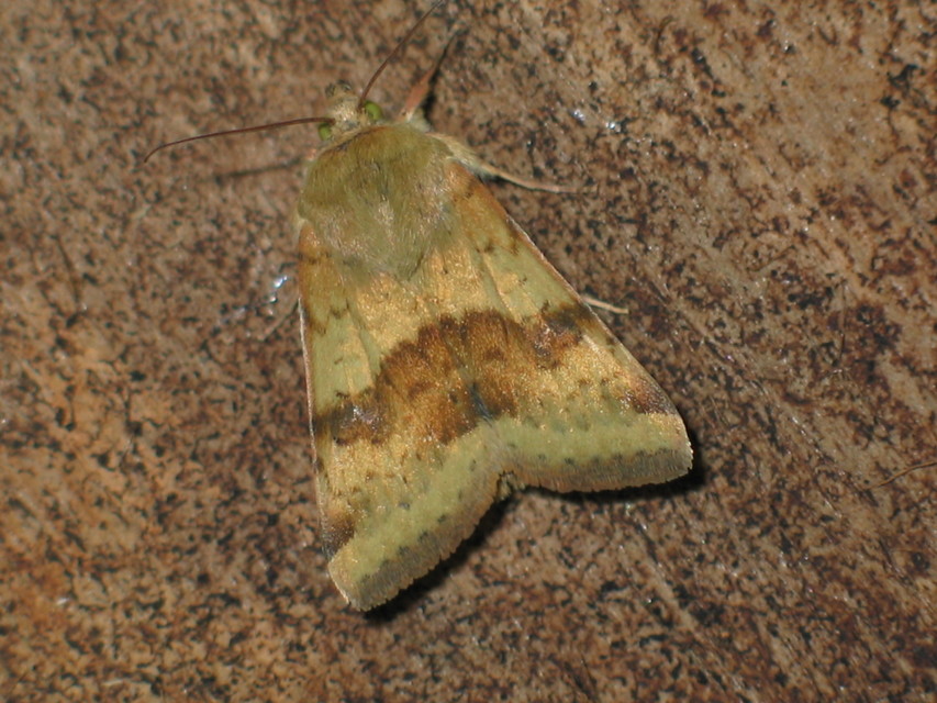 Heliothis viriplaca - mácsonyabagoly
