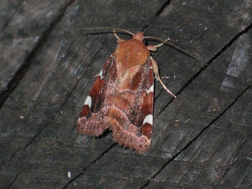 Cosmia diffinis - szilfa-lombbagoly