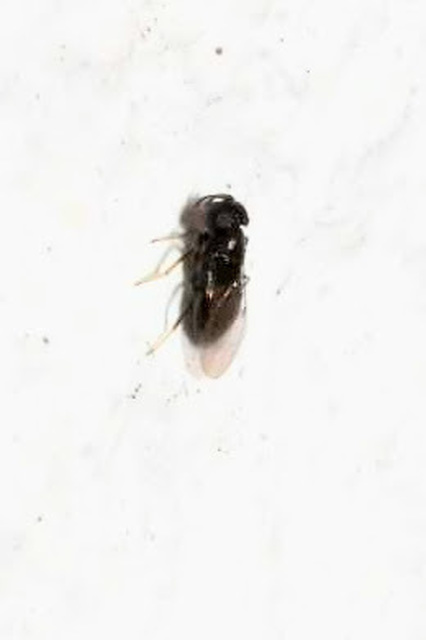 Encyrtidae - szivárvány-fémfürkészek