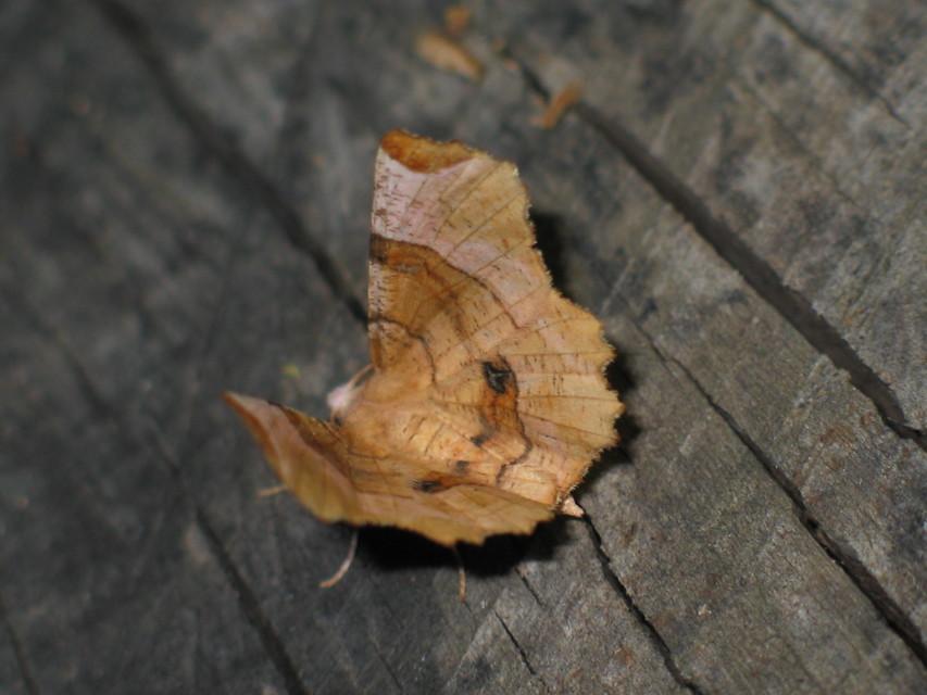 Selenia lunularia - egyfoltos holdasaraszoló