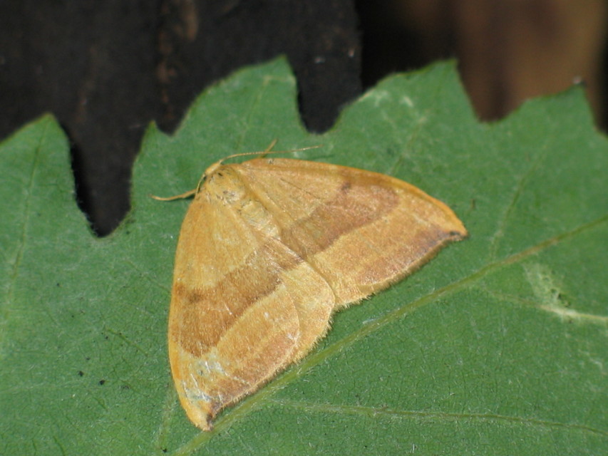 Watsonalla cultraria - bükkfa-sarlósszövő