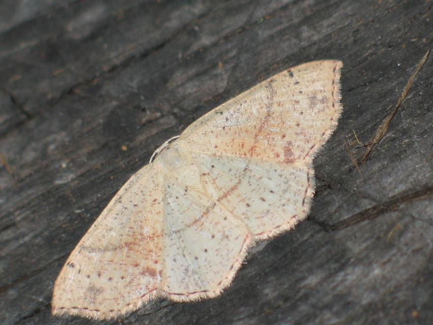 Cyclophora punctaria - sávos pettyesaraszoló