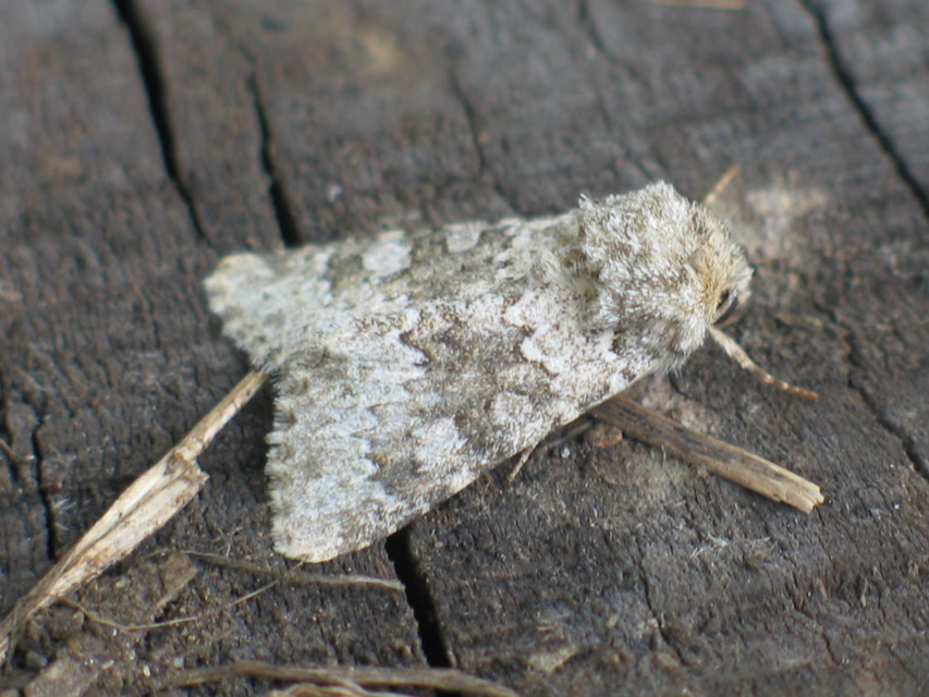 Hecatera dysodea - parajbagoly