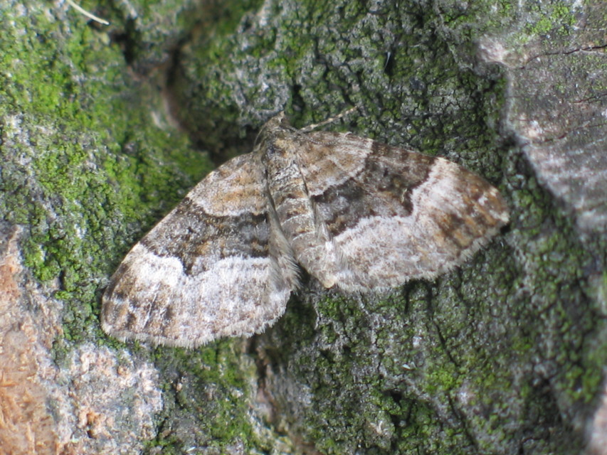 Xanthorhoe biriviata - kétsávos tarkaaraszoló