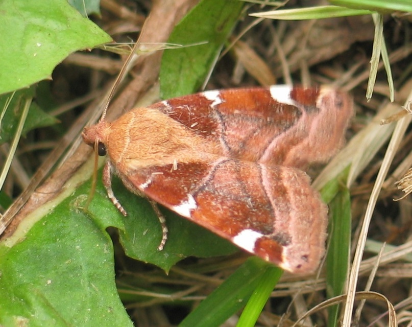Cosmia diffinis - szilfa-lombbagoly