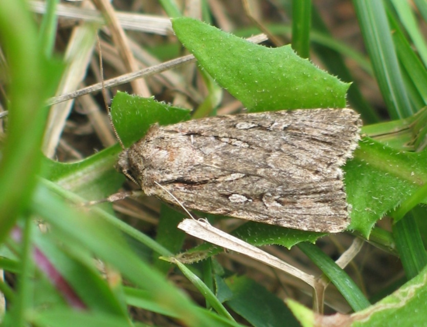 Dichagyris signifera - pompás földibagoly