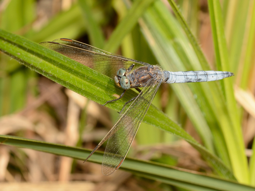 Orthetrum coerulescens - karcsú pásztorszitakötő