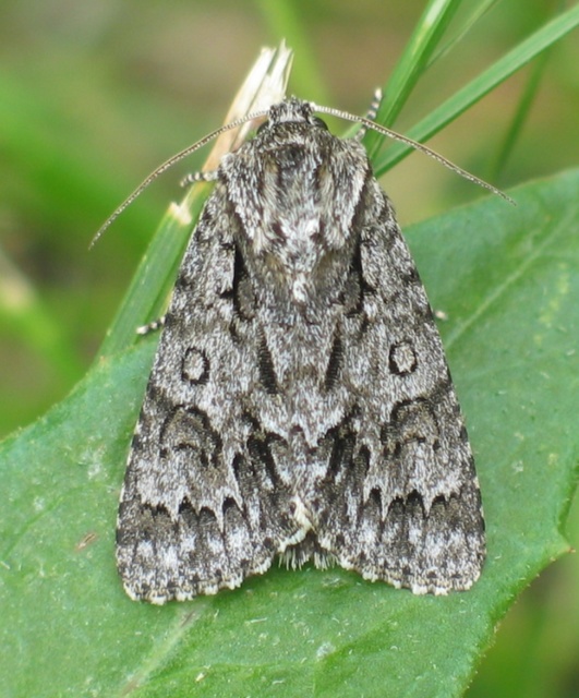 Acronicta auricoma - aranyos szigonyosbagoly