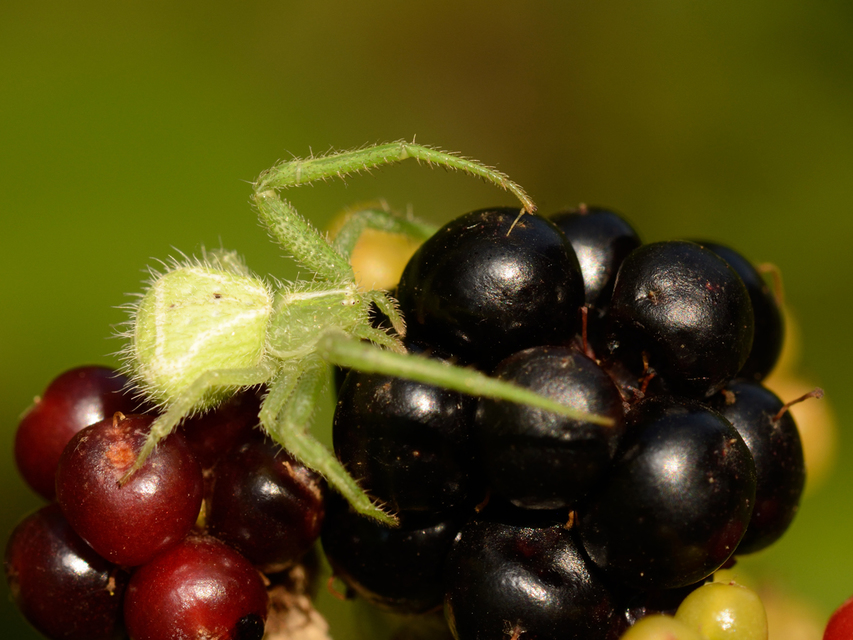 Heriaeus graminicola/hirtus