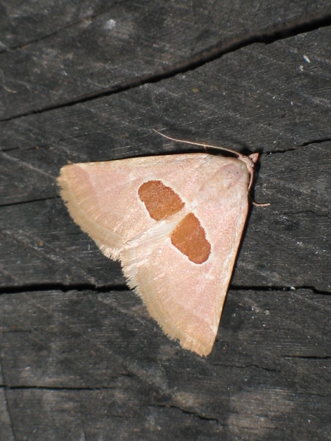 Calymma communimacula - pajzstetűfaló bagoly