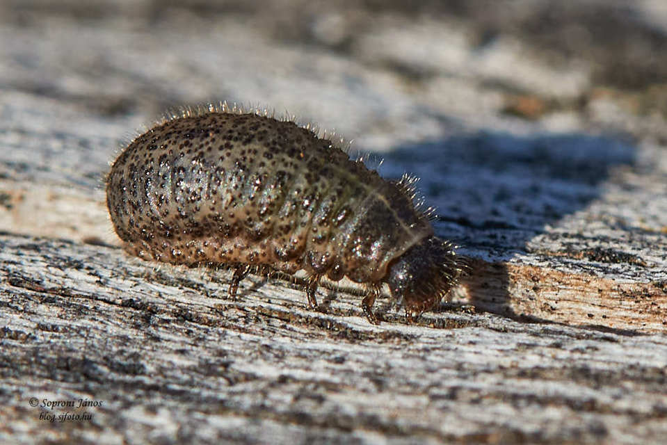 Chrysomelidae - levélbogárfélék