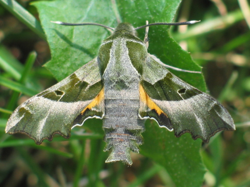 Proserpinus proserpina - törpeszender