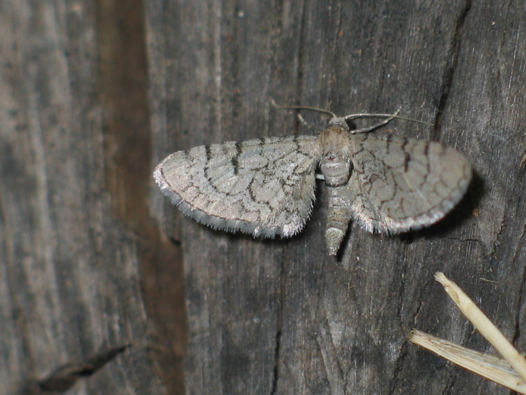 Eupithecia venosata/schiefereri