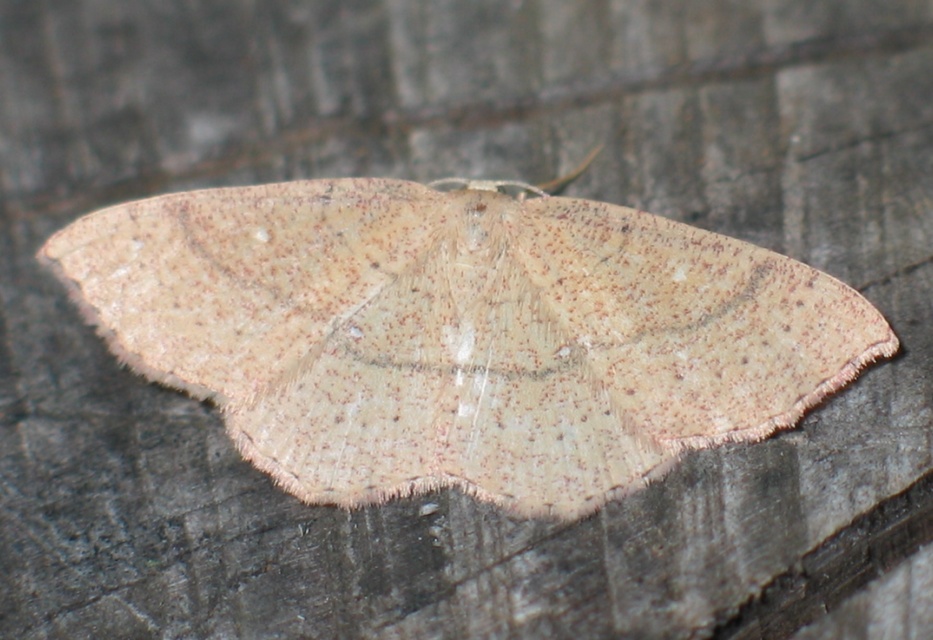 Cyclophora ruficiliaria - vörösrojtú pettyesaraszoló