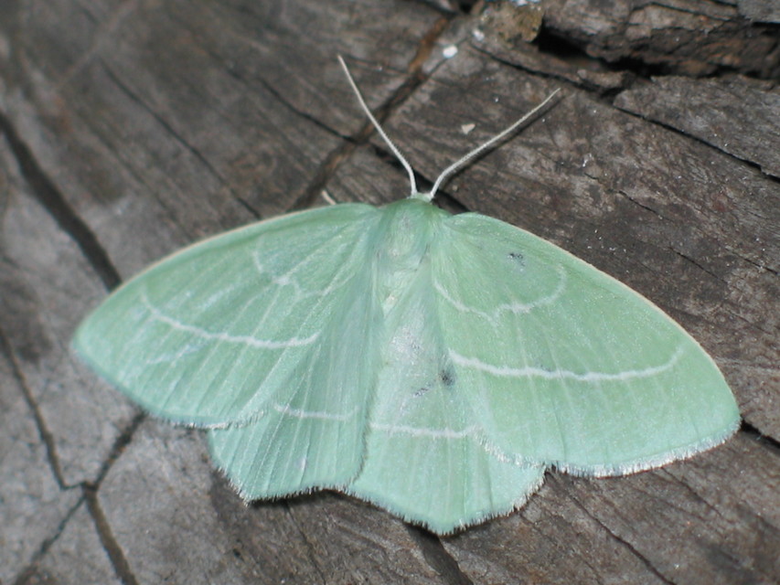 Hemistola chrysoprasaria - kékes zöldaraszoló