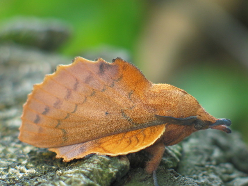 Gastropacha quercifolia - tölgylevélpohók