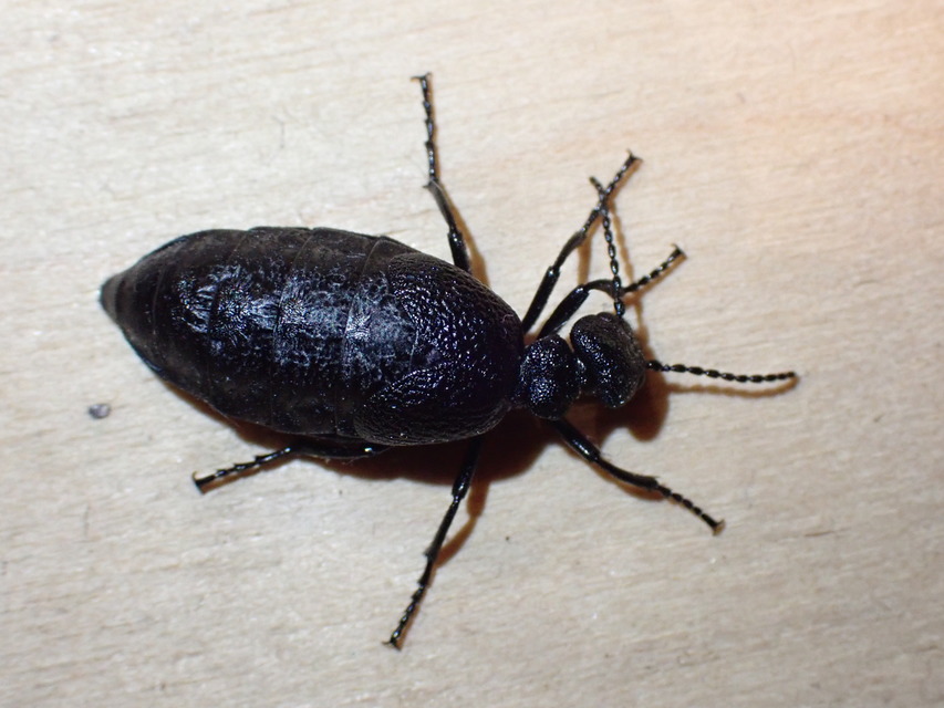 Meloe rugosus - ráncos nünüke