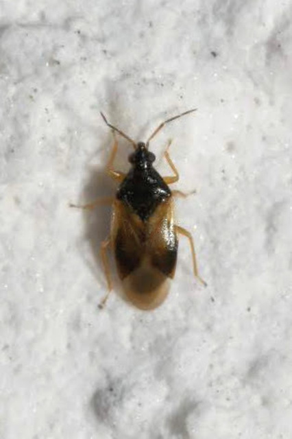 Anthocoridae - virágpoloskák Anthocoridae - virágpoloskák