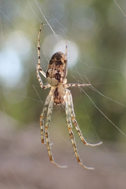 Metellina segmentata/mengei