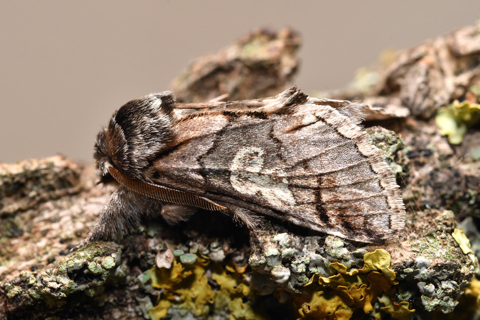 Diloba caeruleocephala - őszi kékesbagoly