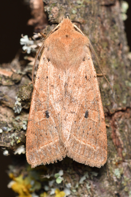 Leptologia macilenta - gyertyán-őszibagoly