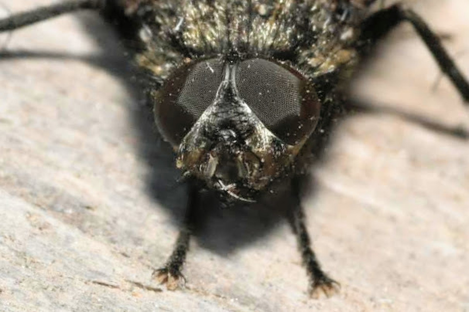 Pollenia