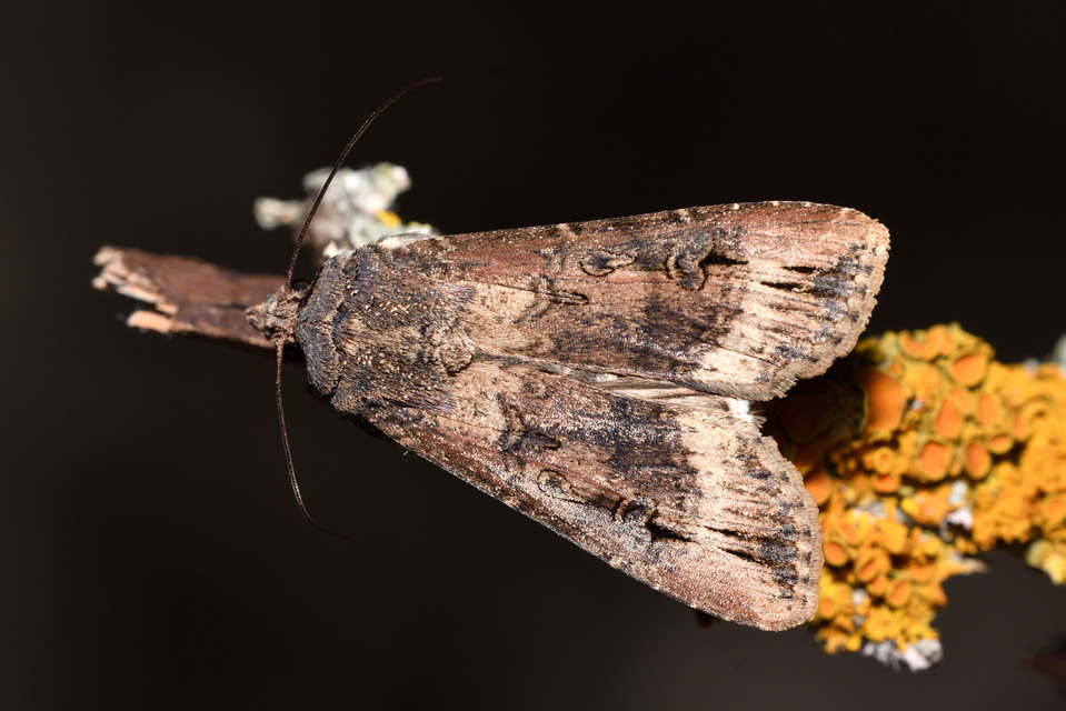 Agrotis ipsilon - nagy földibagoly