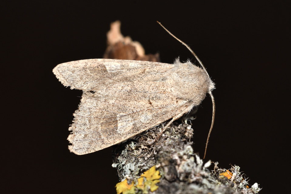 Ammoconia caecimacula - szürke őszibagoly
