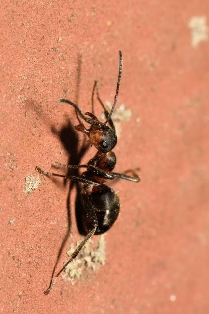 Formica pratensis - réti vöröshangya