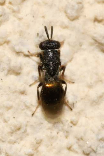 Pteromalidae - sugaras fémfürkészek