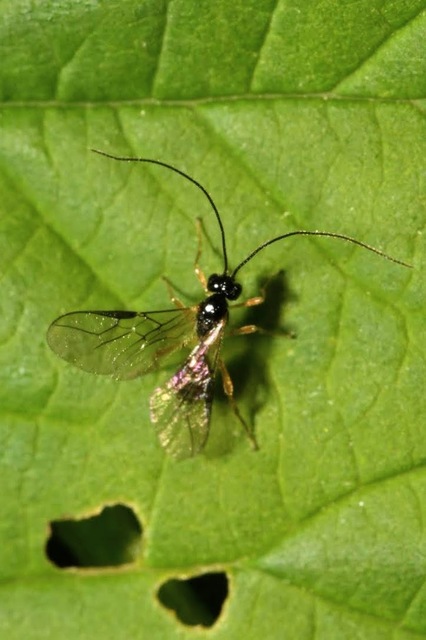 Braconidae - gyilkosfürkészek