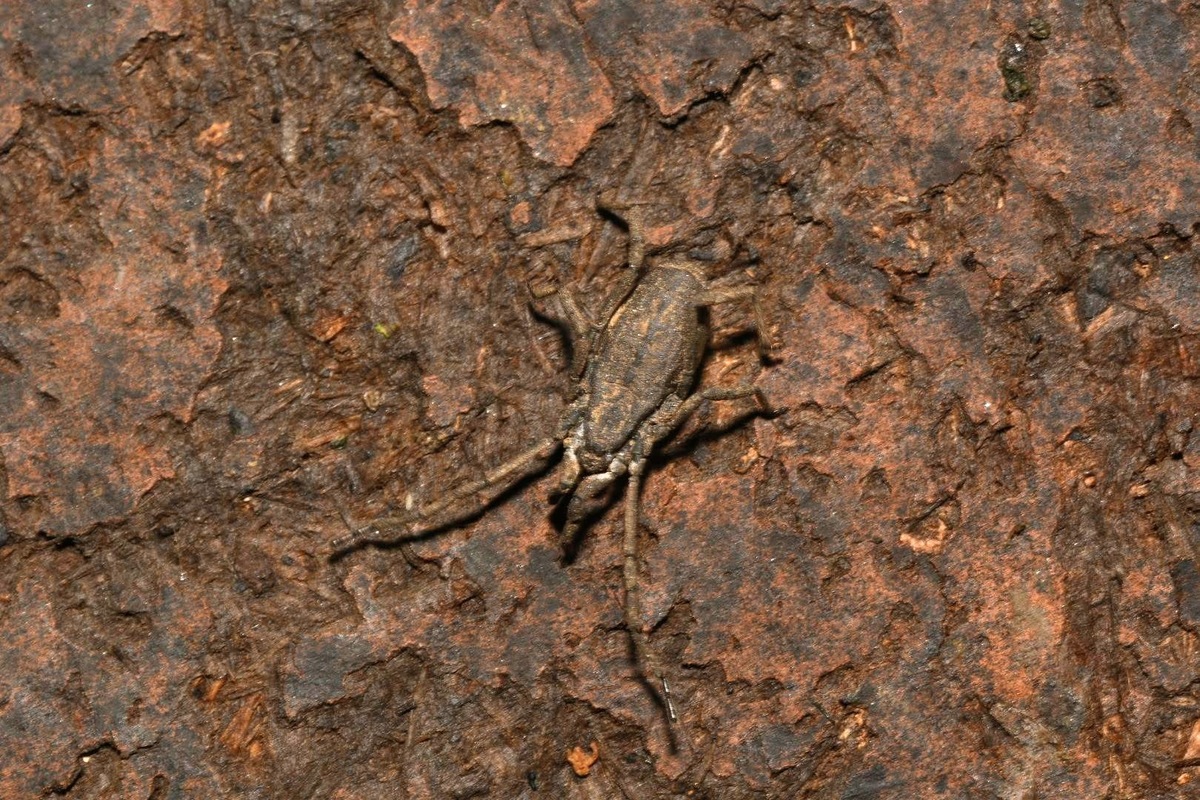Trogulus nepaeformis