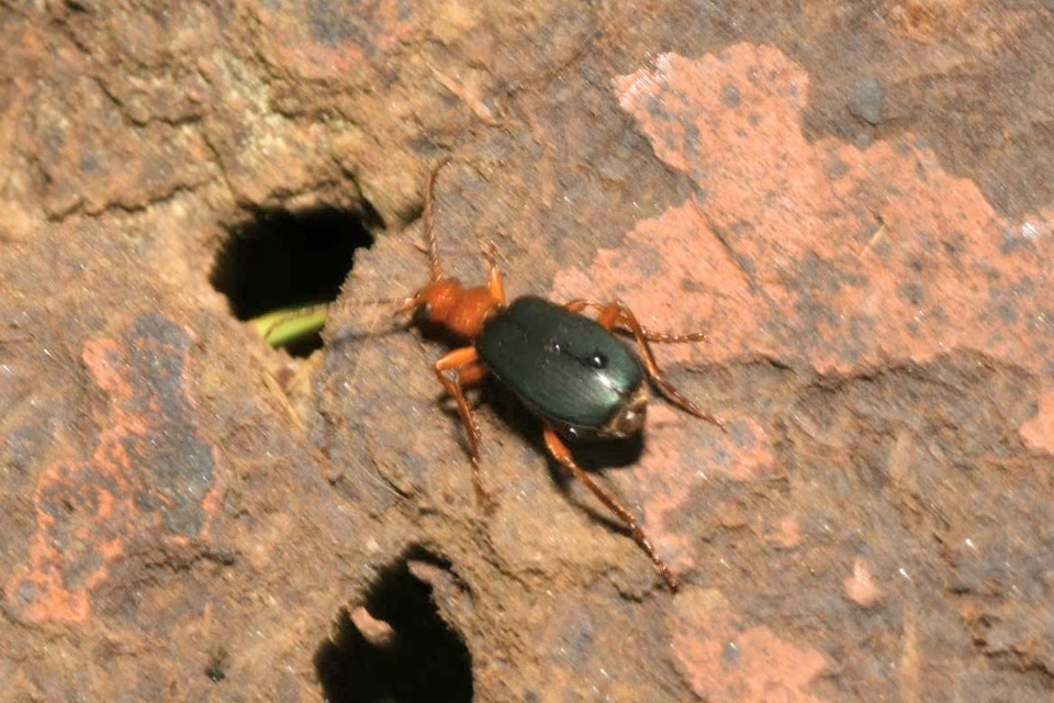 Brachinus crepitans - nagy pöfögőfutrinka