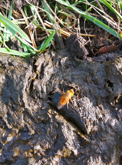 Scathophaga stercoraria - közönséges trágyalégy