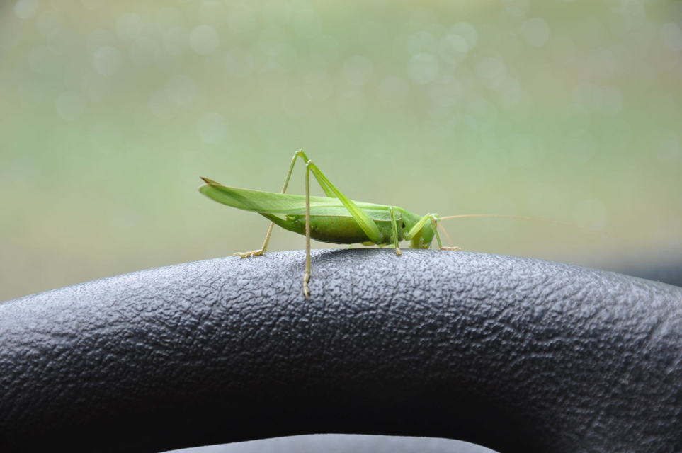 Ruspolia nitidula - nagy kúpfejűszöcske