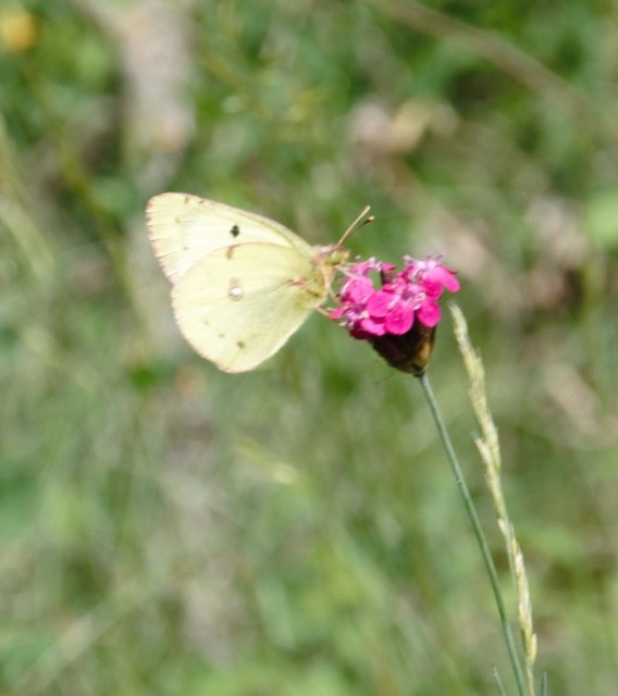 Colias alfacariensis - déli kéneslepke