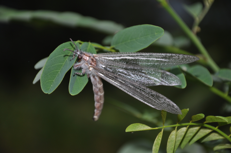 Acanthaclisis occitanica - pusztai hangyaleső