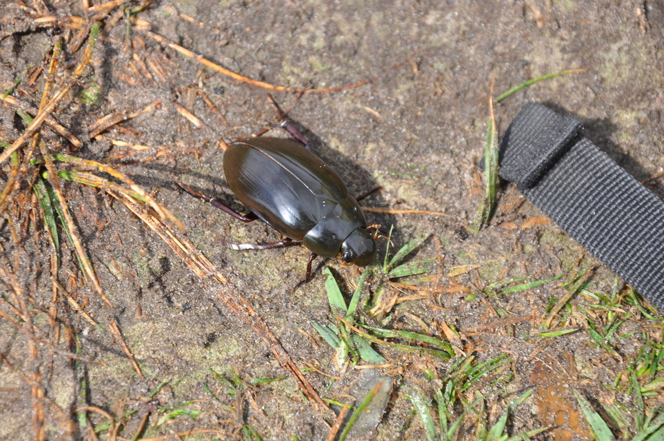 Hydrophilus